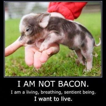 Yes, yes, the poor little pig...... Teacup Pig, Miniature Pigs, Micro Pigs, Teacup Pigs, Mini Pigs, Baby Pigs, Cute Pigs, Cute Animal Photos, Cute Creatures