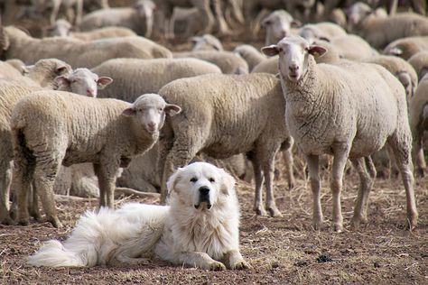 It's no secret that well-trained sheepdogs do a great job of protecting sheep from wolves, coyotes, mountain lions and other predators. But what you might not realize is that those sheepdogs can help protect the predators as well. Low Maintenance Dog Breeds, Maremma Sheepdog, Great Pyrenees Puppy, Pyrenean Mountain Dog, Top Dog Breeds, Livestock Guardian Dog, Livestock Guardian, Big Dog Breeds, Great Pyrenees Dog