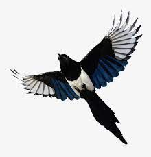 Magpie Flying, Magpie Tattoo, Kingfisher Painting, Magpie Art, Fly Drawing, Flying Tattoo, Wings Drawing, Animated Man, Raven Art