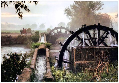 Foggy morning at countryside - Nile Delta in 1960's | Flickr Egyptian Countryside, Countryside Photography, Egypt Design, Places In Egypt, Nile Delta, Sign Board Design, Ancient Egypt Art, Nile River, Foggy Morning