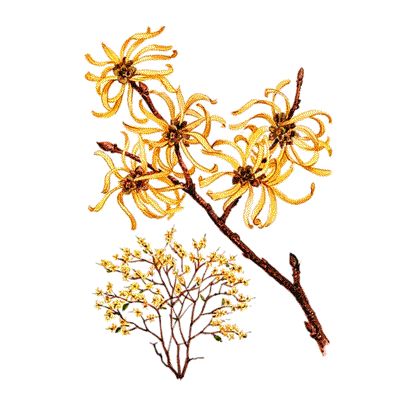 Hamamelis virginiana Witch Hazel Drawing, Witch Hazel Tattoo, Witch Hazel Flower, Aromatherapy Facial, Toner Recipes, Acne Recipes, Witch Hazel Uses, Dinner 2023, Trip Checklist