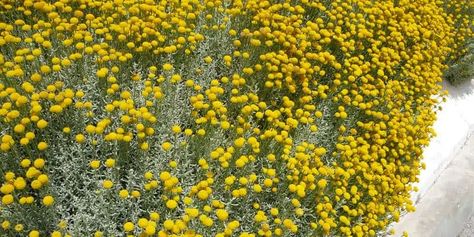 Billy Buttons Plant Care Guide – Craspedia Care | Lawn.com.au Plant Care Guide, Billy Balls, Billy Buttons, Sun Loving Plants, Australian Native Flowers, Golden Yellow Color, Table Centrepiece, Garden Maintenance, Button Flowers