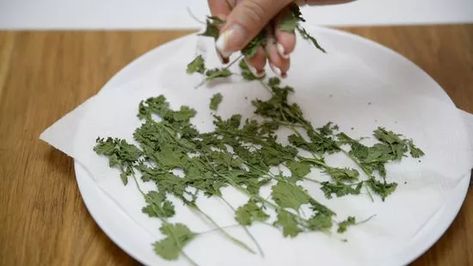 Dry Cilantro, Drying Cilantro, Dehydration, Sun Dried, Tray Bakes, Cilantro, Oven, Herbs, Baking