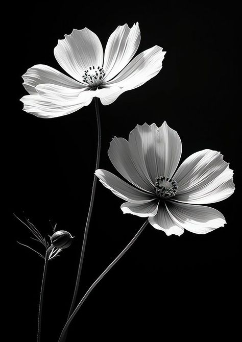 Blossom flower pollen cosmos. | premium image by rawpixel.com / Ake Black And White Flowers Aesthetic, Cosmos Flowers Aesthetic, Cosmos Aesthetic, Flower Black And White Aesthetic, Flower Aesthetic Black And White, Cosmos Illustration Flower, Cosmos Black And White, Silhouette Aesthetic, White Flower Black Background