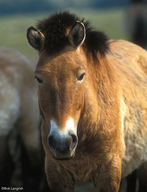 The Przewalski Horse/Asian Wild Horse #horses #horsebreeds #wildhorses #przewalskihorse Russian Animals, Mongolian Horses, Przewalski's Horse, European Animals, Aesthetic Horse Riding, Connemara Pony, Horse Breeding, Horse Riding Aesthetic, Horse Magazine