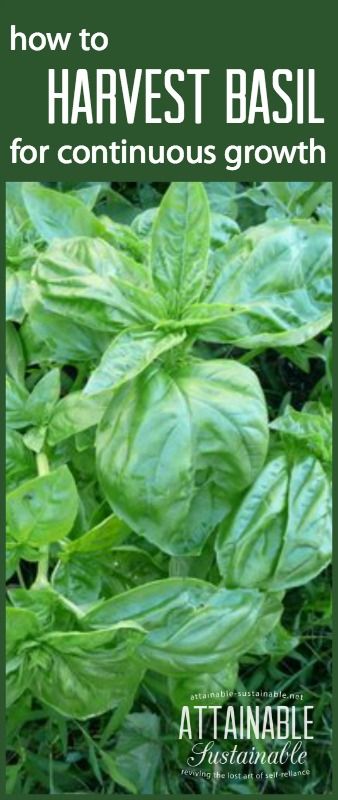 Basil is easy to grow in the garden and if you harvest it right, it will continue to provide fresh leaves for seasoning (and pesto!) for months at a time. Basil is an easy one to add to your vegetable garden! Harvest Basil, Harvesting Basil, Indoor Vegetables, Indoor Vegetable Gardening, Growing Herbs, Veggie Garden, Growing Food, Edible Garden, Gardening For Beginners