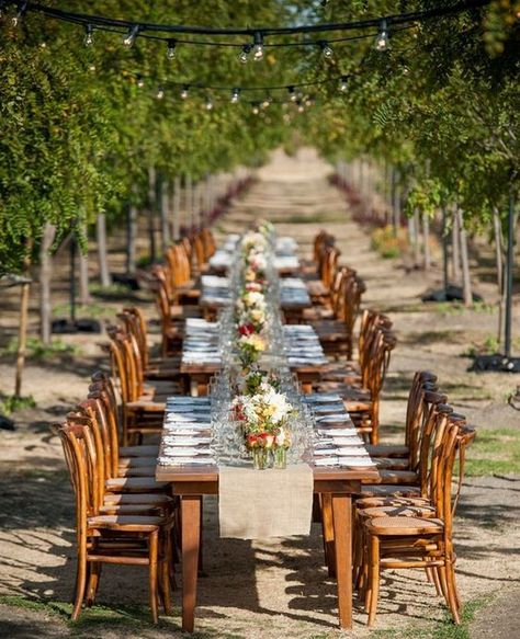 vinery wedding reception with long table Vineyard Wedding Decorations, Wine Tasting Party Decorations, Vineyard Dinner, Winery Wedding Decorations, Vineyard Wedding Decor, Sonoma Vineyards, Romantic Vineyard Wedding, Rustic Vineyard Wedding, Al Fresco Dinner