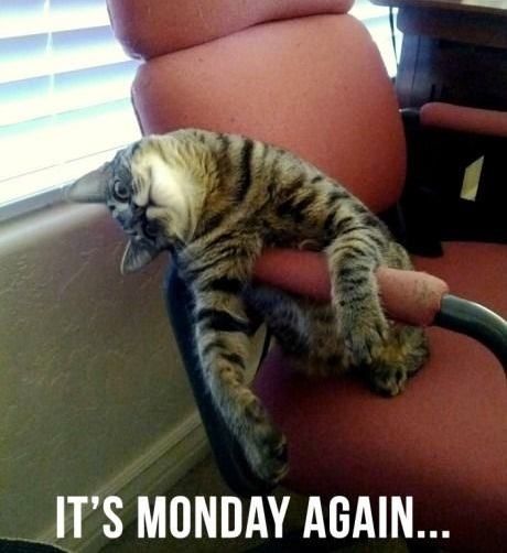 Funny Monday Memes, Monday Memes, Monday Again, Monday Humor, Memes Lol, It's Monday, Funny Happy, Funny Cat Pictures, Funny Animal Pictures