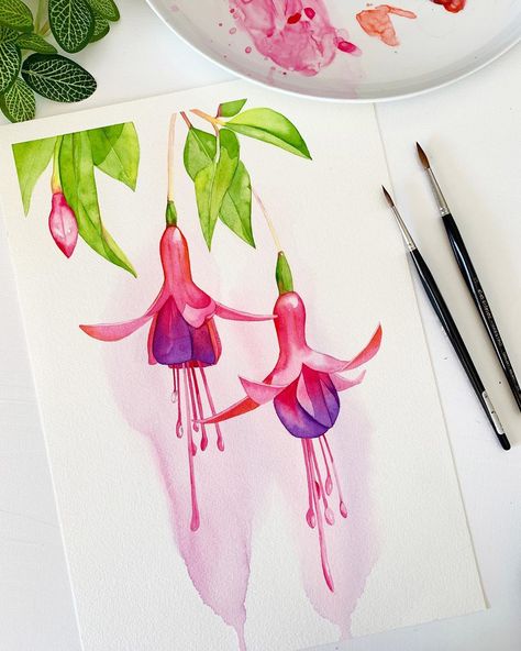 Fuchsia Drawing, Freesia Flower Watercolor, Fuschia Watercolor Painting, Fuschia Botanical Illustration, Fuchsia Flowers Watercolour Painting, Fuchsia Flowers, Watercolor Architecture, Watercolor Flower Art, Botanical Watercolor