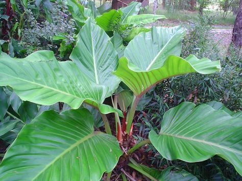 Lucky Plant, Living Room Plants, Plants Are Friends, Ficus Elastica, Pool Waterfall, Unusual Plants, Money Trees, Ornamental Plants, Mother Plant