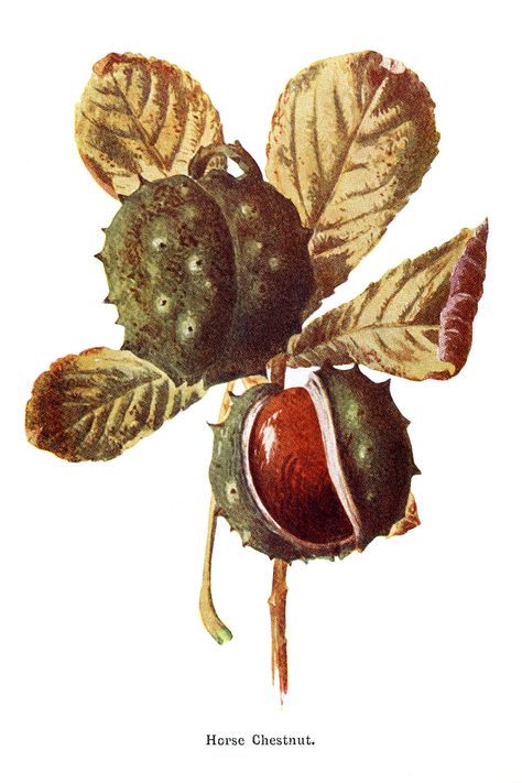 Chestnut Tattoo Design, Chestnut Drawing, Chestnut Illustration, Chestnut Tattoo, Hazel Plant, Spindle Tree, Botanisk Illustration, Gcse Art Sketchbook, Horse Chestnut