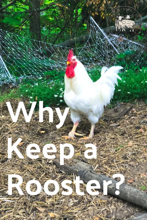 Did you end up with a rooster or three in your new crop of chickens for your backyard or homestead? Here's help on deciding if you should keep the roosters or not!  #backyardchickens #rooster #raisingchickentips Cosmopolitan Cornbread, Raising Chicken, Urban Chickens, Backyard Chicken Farming, Raising Backyard Chickens, Backyard Flocks, Keeping Chickens, Building A Chicken Coop, Backyard Chicken Coops