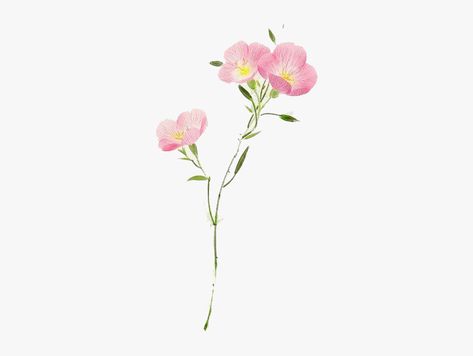 Primrose Watercolor, Primrose Tattoo, Pink Evening Primrose, Flower Png Transparent, Pink Primrose, Evening Primrose Flower, Watercolor Flowers Tutorial, Watercolor Flower Art, Evening Primrose