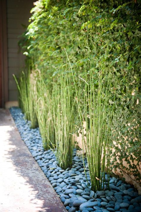 Bamboo in stone bedding    I'm thinking using these rocks in my runnel River Rock Landscaping, Asian Garden, Bamboo Garden, Modern Landscape Design, Bamboo Plants, Landscaping Tips, Pretty Plants, Landscaping With Rocks, Modern Landscaping