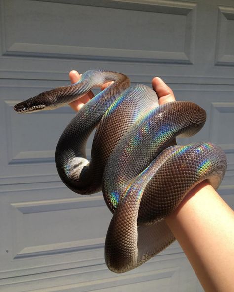 Pretty Snakes, White Lips, Rabbit Cages, Cute Reptiles, Cute Snake, Beautiful Snakes, Pet Snake, Ball Python, A Snake