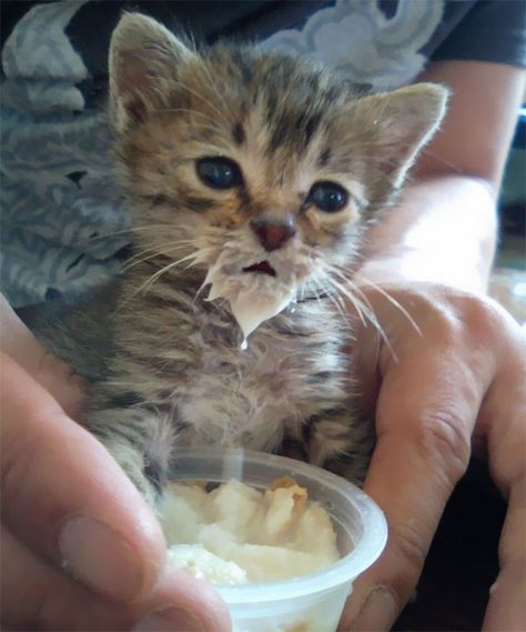 Life Is Hard When You're A Kitten Feeding Kittens, Funny Cat Pictures, Cute Animal Pictures, Cute Kittens, Cat Care, Sweet Animals, Cats Meow, Funny Animal Pictures, Cute Funny Animals