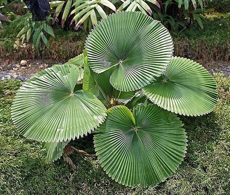 Licuala Cordata, Palm Trees Landscaping, Bonsai Flower, Rare Seeds, Fan Palm, Forest Garden, Unusual Plants, Biome, Wild Plants