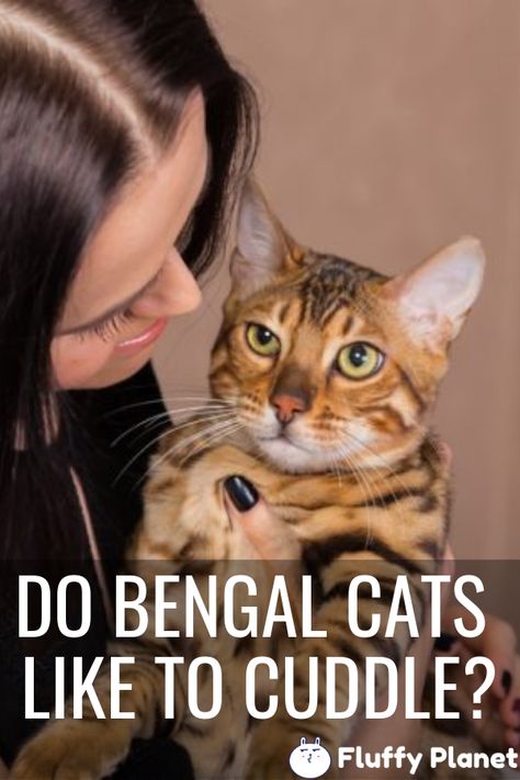 Bengal Cats, Cats That Look Like Leopards, Bangle Cat, Kitten Bengal, White Bengal Cat, Bangel Cats Kittens, Bengal Cat Breeders, Bengal Cat Personality, Bengal Cat Facts