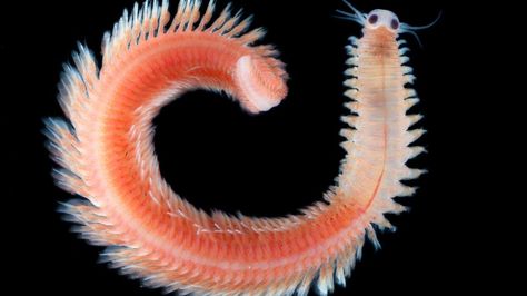 Ocean's hidden world of plankton revealed in 'enormous database' Tiny Creatures, Deep Sea Creatures, Sea Slug, Fantasy Beasts, Marine Biology, Ocean Creatures, Amazing Animals, Ocean Animals, Zoology