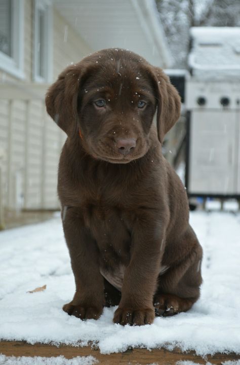 Cute Chocolate Lab Puppies, Chocolate Lab Puppy Aesthetic, Dog Drawing Reference, Chocolate Labrador Puppy, Labrador Retriever Chocolate, Lab Pups, Chocolate Lab Puppy, Dog Videos Funny, Cute Lab Puppies