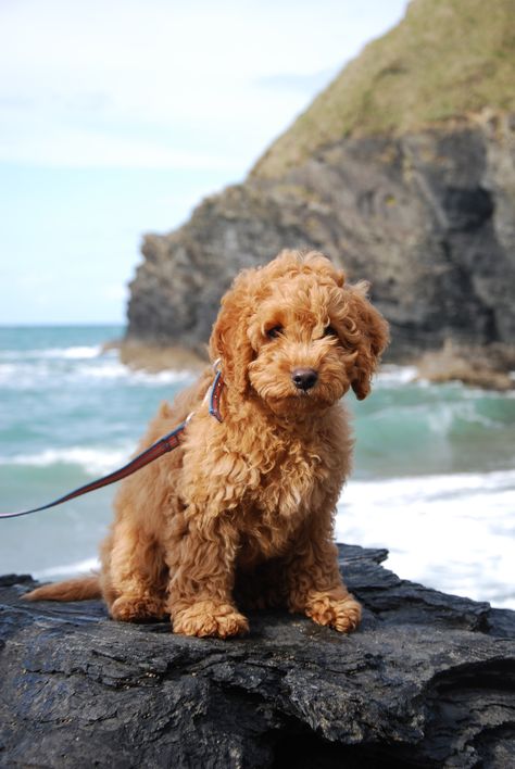 Cockapoo, poor thing with a stupid name but so cute, I really want one. Cocker Spaniel Poodle Mix, Pug Party, Cocker Spaniel Poodle, Cocker Spaniel Mix, Red Poodles, Cockapoo Dog, Cockapoo Puppies, Sweet Caroline, Great Dane Dogs