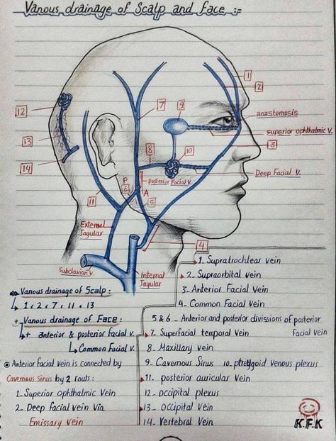 Scalp Anatomy, Maxillary Artery, Anatomy Head, Nervous System Anatomy, Dental Hygiene Student, Dental Posters, Dental Implant Surgery, Dental Hygiene School, Dentistry Student