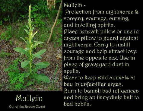 Mullein Mullein Witchcraft, Magickal Plants, Witchy Plants, Plant Magick, Herb Magick, Psychic Witch, Crunchy Stuff, Herb Magic, Garden Renovation Ideas