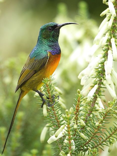 South African Aesthetic, South African Birds Art, African Birds Photography, South African Birds Gardens, South African Animals, South African Wild Flowers, Sun Bird, Birds Of South Africa, Africa Craft