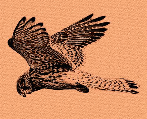 Cooper Hawk Tattoo, Kestrel Tattoo Design, American Kestrel Tattoo, Kestrel Aesthetic, Kestrel Illustration, Kestrel Tattoo, Bird Of Prey Tattoo, Barn Owl Tattoo, Detailed Tattoos