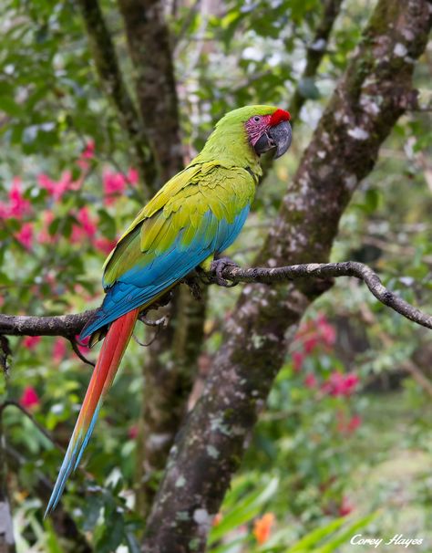 Winged Animals, Green Macaw, Wallpaper Dog Aesthetic, Animals And Pet Supplies, Beautiful Parrots, Parrot Wallpaper, Dog Tattoo Ideas, Wallpaper Dog, Parrot Pet