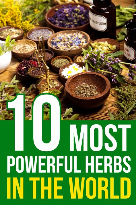 There are many healthy and useful herbs, but we narrowed it down to the 10 most powerful herbs in the world and explained how to use them. Herbs Medicinal Uses, Herbal Nervines, Healing Herbs Medicine, Herbs For Pain Relief, Herbs And Their Uses, Medicine Recipes, Learning Herbs, Herb Guide, Medicine Garden