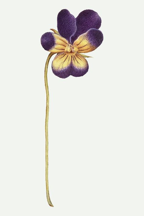 Wild pansy flower vector element hand drawn | free image by rawpixel.com / Aom Woraluck Wild Pansy, Pansy Flower, Flower Vector, Free Illustration Images, Antique Artwork, Pansies Flowers, Flower Illustration, Purple Flower, Cute Illustration