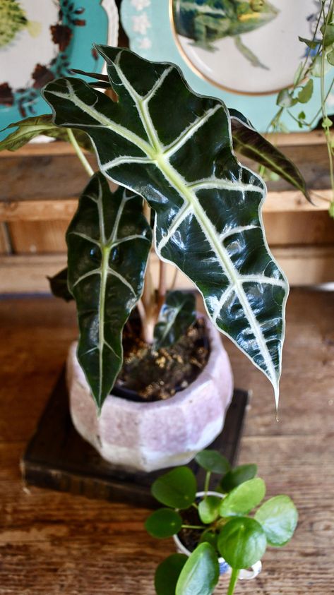 Alocasia Polly Care guide: The Easiest Alocasia to Keep – Happy Houseplants Alocasia Care, Alocasia Sanderiana, African Mask Plant, Alocasia Longiloba, Alocasia Polly, Colourful Leaves, Organic Plant Food, Easy Care Houseplants, Alocasia Plant