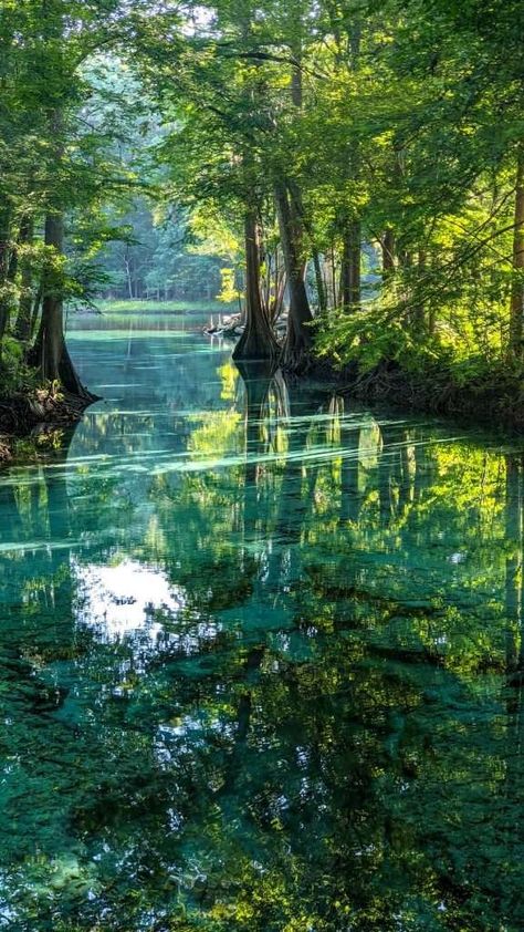 Ultimate Florida Springs Guide: Top Spots & Tips To Visit Responsibly Nestle Pure Life, Salted Granola, Weston Florida, Kelly Park, Iceland Travel Guide, Florida Springs, Rock Springs, Mexico Travel Guides, Usa Travel Destinations