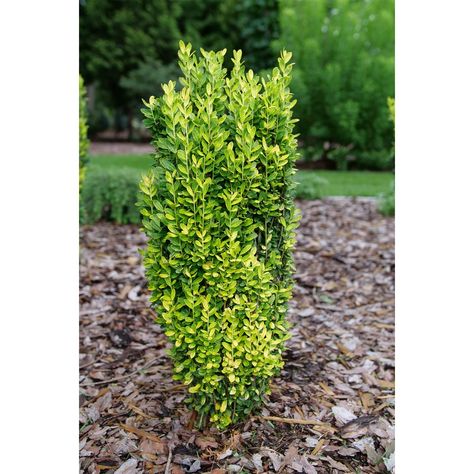 Japanese Holly, Proven Winners Perennials, Japanese Plants, Long Blooming Perennials, Broadleaf Evergreen, Garden Calendar, Glow Stick, Proven Winners, Easy Care Plants