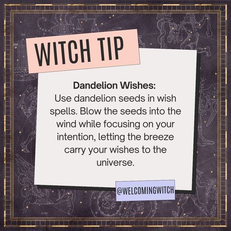 Happy Witch Tip Wednesday! . . . . . . . . . #wiccansofinstagram #witchlife #witchesofinstagram #witch #witchcraft #wicca #wiccan #pagan #spiritual #spiritualawakening #Spirituality #witchessociety #witchytips #magic #babywitch #beginnerwitch #witchy #witchesoftiktok #witchtok #witchyvibes #witchtips #witchtip #dandelions Crafty Witch, Wish Spell, Beginner Witch, Witch Tips, Witchy Tips, Occult Science, Eclectic Witch, Dandelion Wish, Dandelion Seed