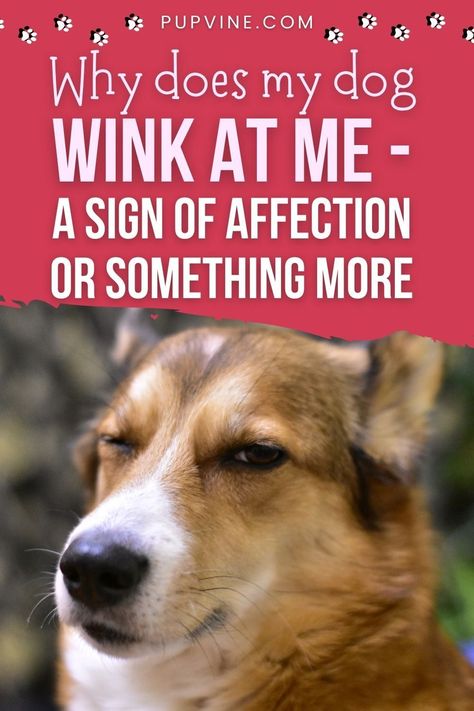 Dogs can wink – in fact, they do this quite commonly. Most of the time, winking is an intentional dog behavior that can mean many things. This, however, might leave you wondering, What does it mean if my dog winks at me? Dog Behavior Meaning, Dog Whining, A Sign Of Affection, Sign Of Affection, Eyes Problems, Puppy Face, Older Dogs, Dry Eyes, Dog Behavior