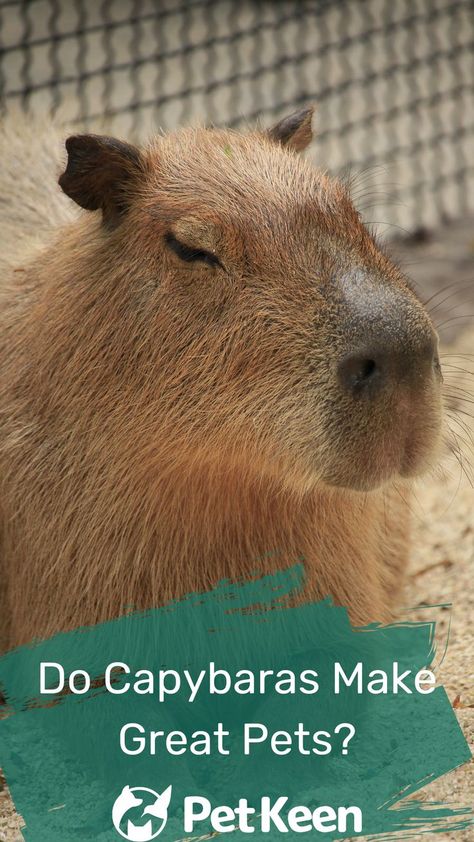 Capybara Pet, Baby Capybara, Types Of Animals, Unusual Animals, Animal Care, Plant Species, Aquatic Plants, Large Animals, Rodents