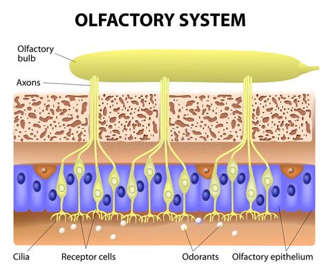 Olfactory System. Inside the human head. the olfactory bulb at the top which con , #affiliate, #head, #olfactory, #bulb, #Olfactory, #System #ad Olfactory System, Systems Art, Human Head, Social Media Business, At The Top, The Top, Stock Vector, Vector Illustration, Social Media