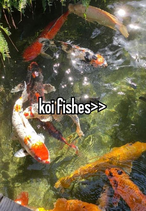 Koi Fish Pfp, Koi Fish Widget, Koi Fish Oc, Coy Fish Aesthetic, Koi Fish Oc Art, Anime Koi Fish Aesthetic, Fish Oc, Koi Fishes, Silly Whispers