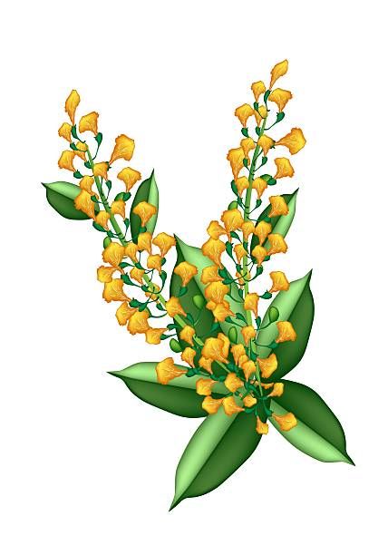 17 Padauk Flower Illustrations & Clip Art - iStock Thingyan Festival Drawing, Padauk Flower Drawing, Thingyan Festival Design, Thingyan Festival Cartoon, Padauk Flower Illustration, Water Festival Myanmar Design, Water Festival Myanmar Cartoon, Myanmar Flower, Padauk Flower