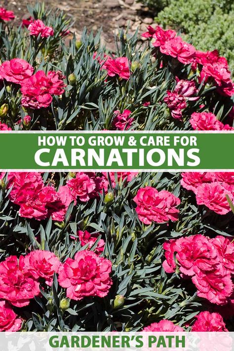 Showy and perfumed, carnations add colorful, frilly flowers and a heady fragrance throughout the garden. Highly popular as cut flowers, they have a long flowering season and bloom from late spring into September with regular deadheading. Learn how to grow your own carnations on Gardener's Path. #carnations #gardenerspath Growing Carnations, Carnation Plants, Mini Carnations, Deadheading, Easy Landscaping, Carnation Flower, Better Homes And Garden, Late Spring, Home Landscaping