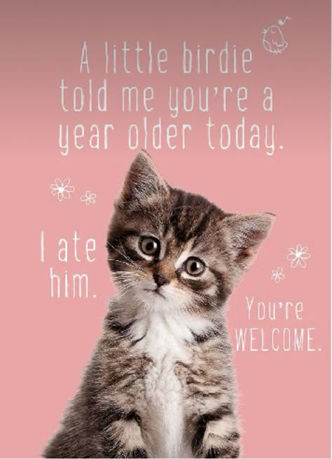 Funny Birthday Pictures, Birdie Birthday, Birthday Kitty, Funny Birthday Message, Happy Birthday Cat, Funny Happy Birthday Wishes, Birthday Greetings Funny, Birthday Cat, Birthday Greetings Friend