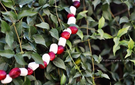 Cranberry Marshmallow, Marshmallow Garland, Cranberry Garland, Make A Garland, Christmas Cranberry, White Garland, All About Food, Party Hosting, Kid Friendly Crafts