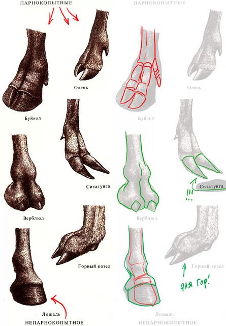 anatomy of hooves Hooved Feet Drawing Reference, Hooves Reference, Hooves Drawing, Deer Anatomy, Deer Hooves, Deer Reference, Alien Ideas, Feet Drawing, Bio Art