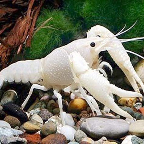 Freshwater Lobster, Melanistic Animals, Rare Albino Animals, Saltwater Aquarium Fish, Aquatic Garden, Albino Animals, Crustaceans, Freshwater Aquarium, Tropical Fish