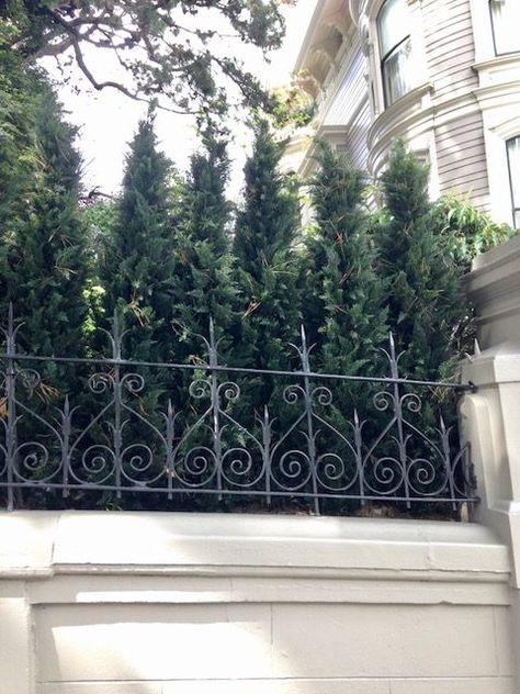 6 artificial Arborvitae trees as a privacy screen, san francisco Artificial Hedges Privacy Screens, Artificial Privacy Plants, Outdoor Plants Landscaping, Artificial Trees Outdoor, Faux Outdoor Plants, Thuja Green Giant, Evergreen Landscape, Arborvitae Tree, Privacy Trees