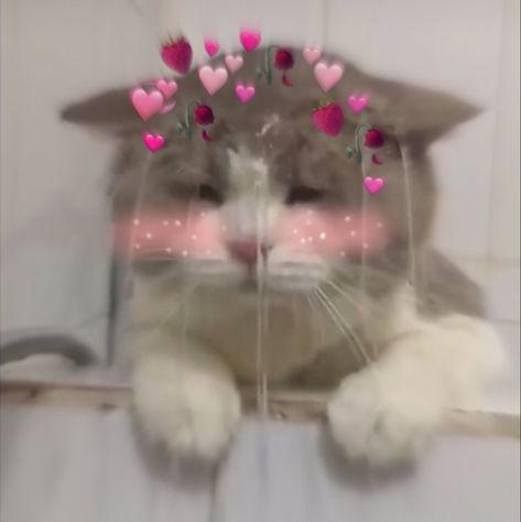 Cat Blushing Cute, Cat Blushing Reaction Pic, You Make Me Blush Reaction Pic, Blushing Reaction Pic Anime, Blush Reaction Pic, Blush Reaction, Cat Reaction Pics, Blushing Reaction Pic, Blushing Cat