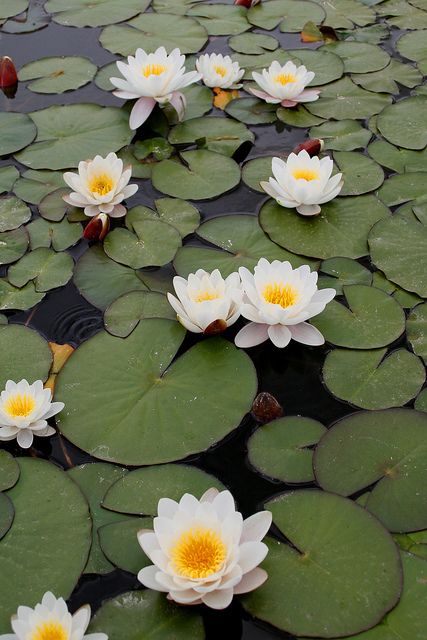 Lily Lotus, Water Lilly, Lily Pond, Deco Floral, Water Flowers, Alam Semula Jadi, Water Lily, Water Plants, Types Of Flowers