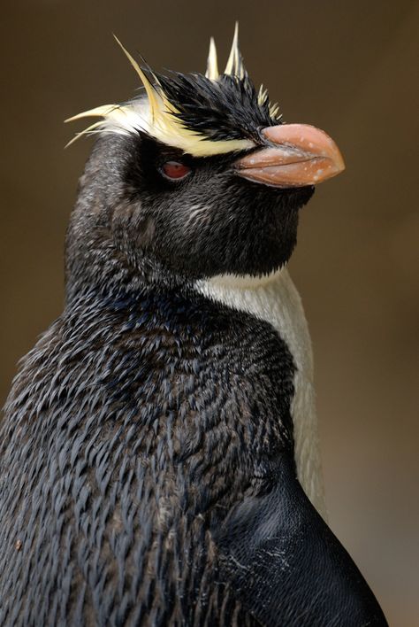 Fiordland Crested Penguin Explore Craig McKenzie's photos on Flickr. Craig McKenzie has uploaded 1535 photos to Flickr. Fiordland Penguin, Nz Plants, Wild Kingdom, Flightless Bird, Shorebirds, Sea Birds, Pretty Birds, Bird Species, Nature Animals